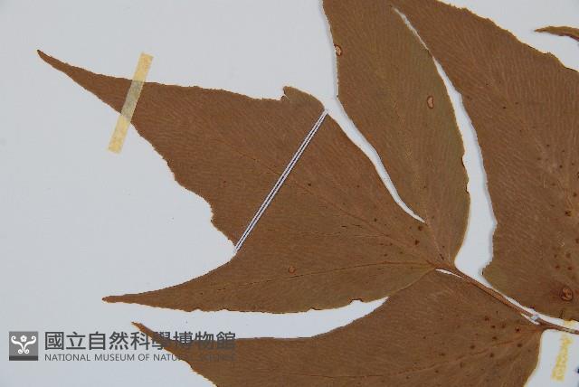 細齒貫眾蕨藏品圖，第5張