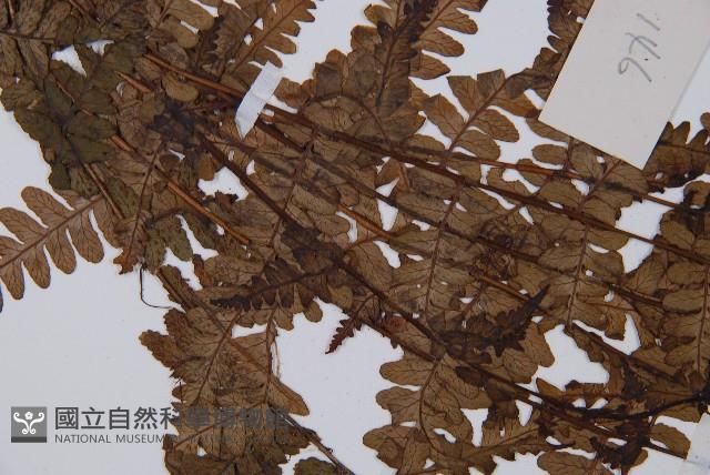 中越蹄蓋蕨藏品圖，第5張