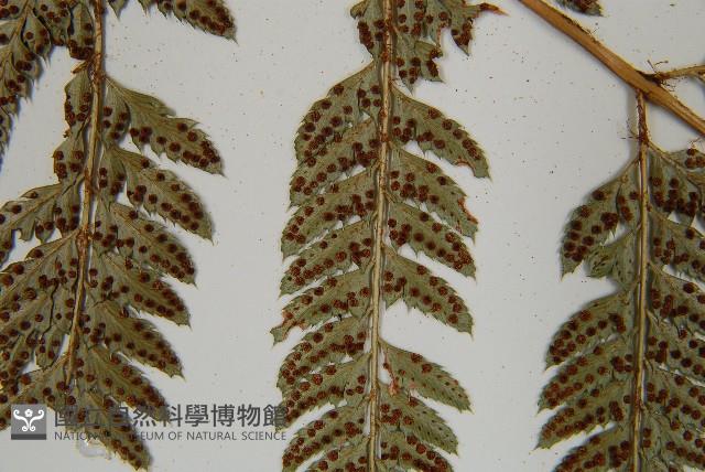 細葉複葉耳蕨藏品圖，第5張