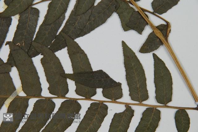 毛柄短腸蕨藏品圖，第5張