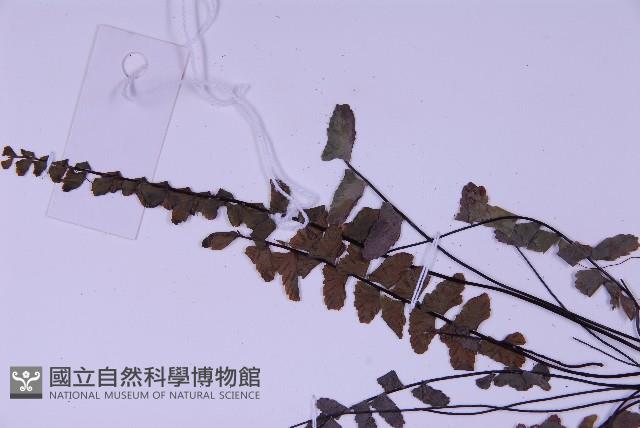 生芽鐵角蕨藏品圖，第5張