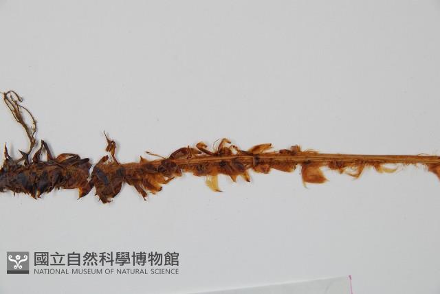 貫眾蕨藏品圖，第5張