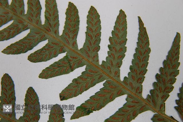 東洋蹄蓋蕨藏品圖，第5張