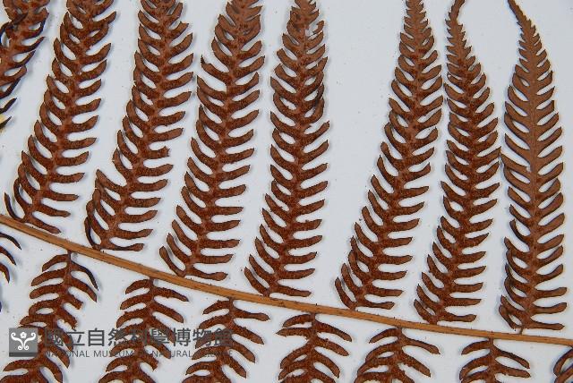 臺灣桫欏藏品圖，第5張