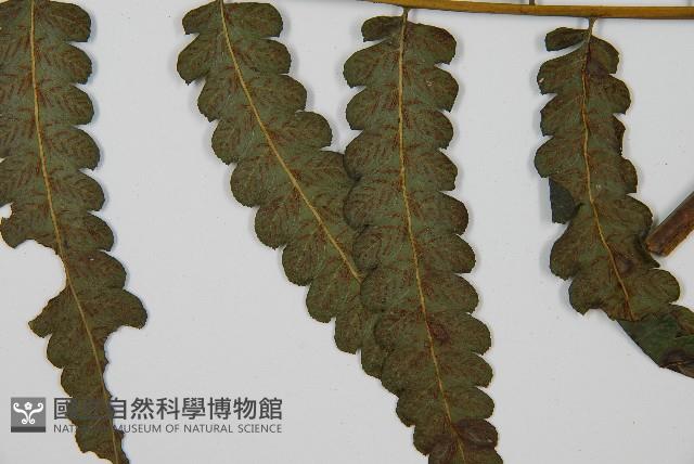 毛柄短腸蕨藏品圖，第5張