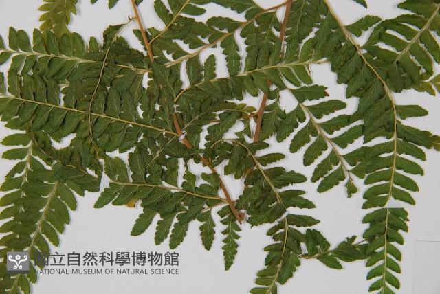 粗毛鱗蓋蕨藏品圖，第5張
