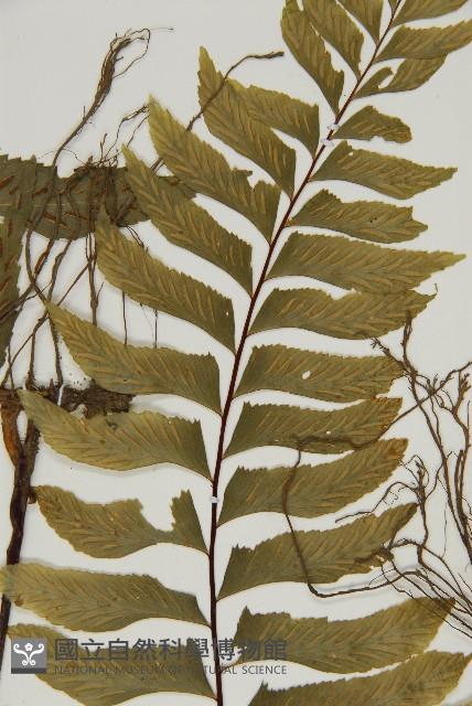 剪葉鐵角蕨藏品圖，第5張