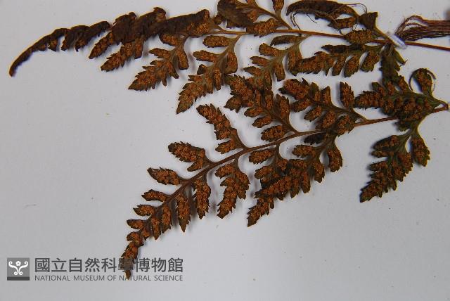 冷蕨藏品圖，第5張