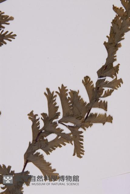 薄葉孔雀鐵角蕨、邊孢鐵角蕨藏品圖，第5張