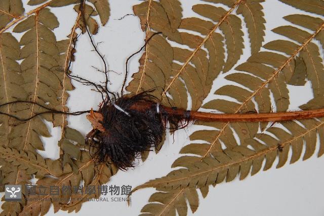 南海鱗毛蕨藏品圖，第5張