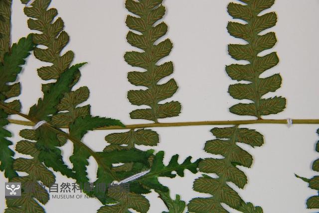 奄美雙蓋蕨藏品圖，第5張