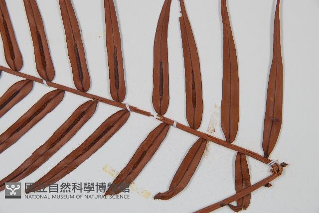 Oriental blechnum Collection Image, Figure 4, Total 6 Figures