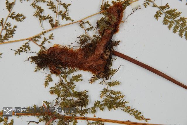 台灣小膜蓋蕨藏品圖，第4張