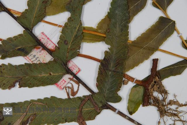 登錄號:P005679藏品圖，第5張