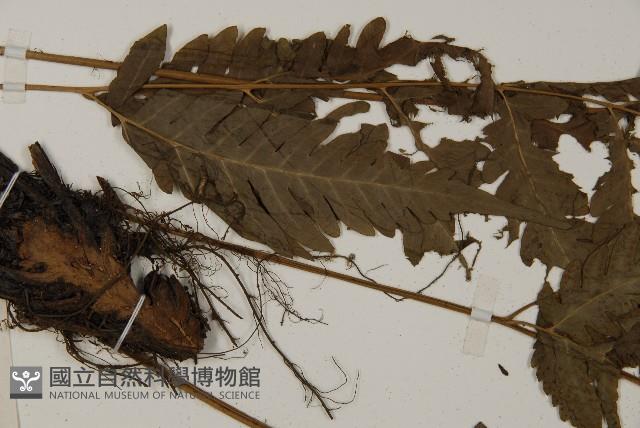 屏東擬肋毛蕨藏品圖，第5張