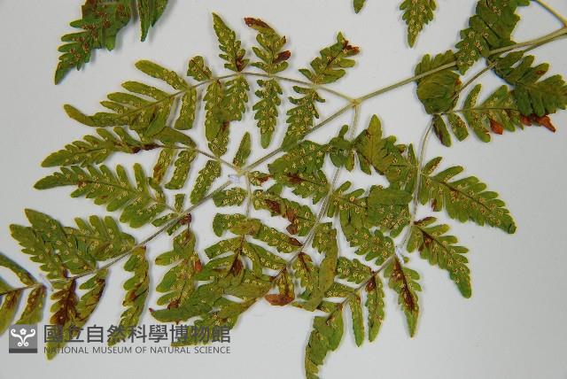 細裂羽節蕨藏品圖，第5張