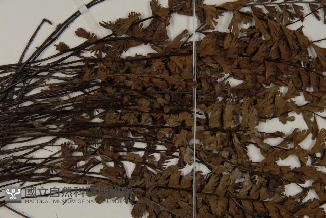 鞭葉鐵線蕨藏品圖，第5張