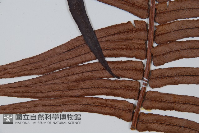 蘇鐵蕨藏品圖，第5張