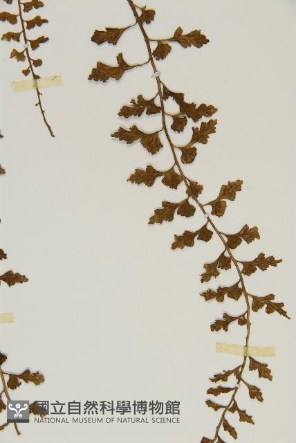 鱗柄鐵角蕨藏品圖，第5張