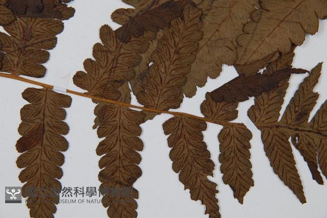 長果短腸蕨藏品圖，第8張