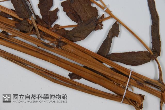 菜蕨藏品圖，第5張