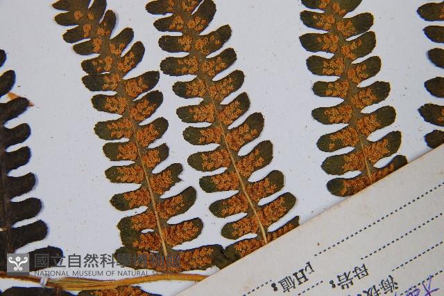 登錄號:P003789藏品圖，第5張