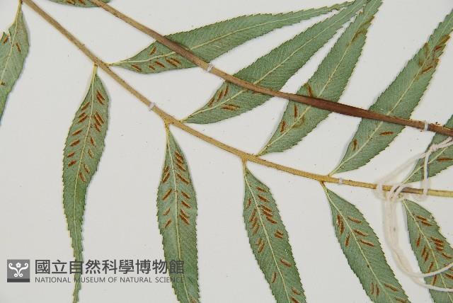 蘭嶼鐵角蕨藏品圖，第5張