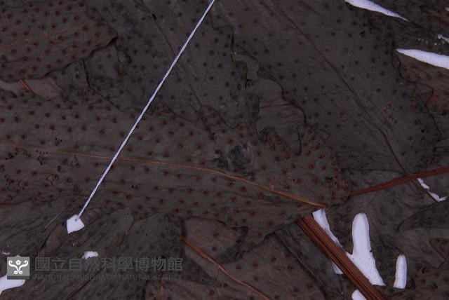 蛇脈三叉蕨藏品圖，第5張