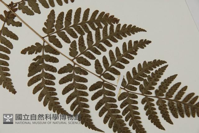 早田氏鱗毛蕨藏品圖，第5張