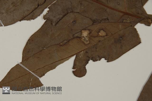 翅柄三叉蕨藏品圖，第5張