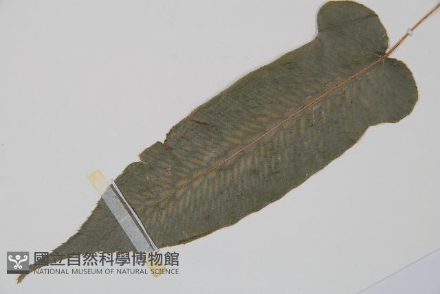 裂羽崇澍蕨藏品圖，第5張