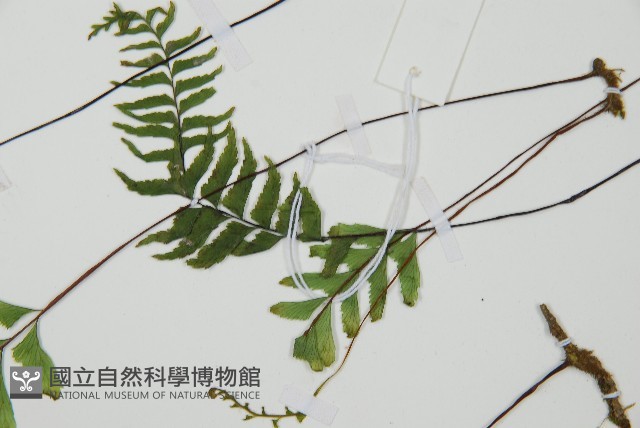 單邊鐵角蕨藏品圖，第5張