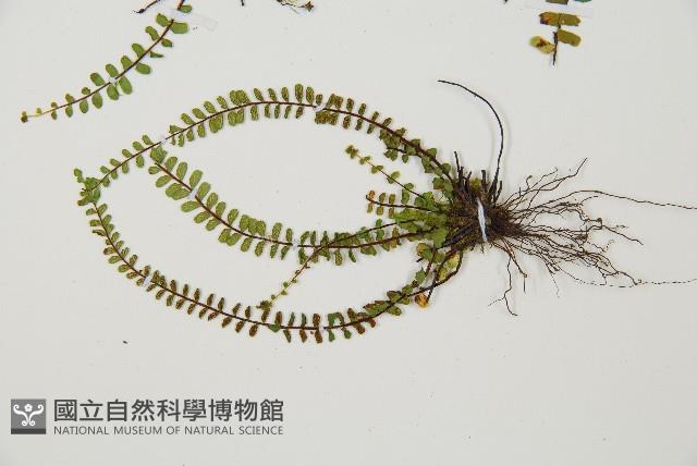 三翅鐵角蕨藏品圖，第5張