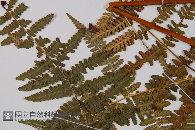 姬蕨藏品圖，第3張