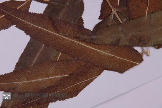 登錄號:P003689藏品圖，第5張