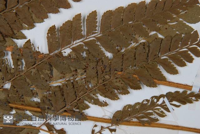 斜方複葉耳蕨藏品圖，第4張