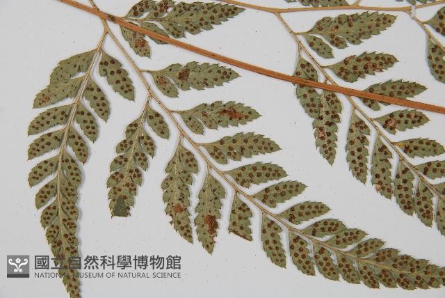 小葉複葉耳蕨藏品圖，第5張