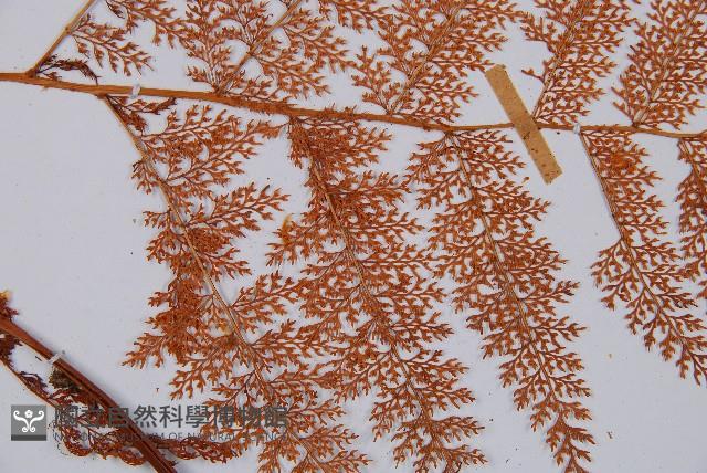 台灣小膜蓋蕨藏品圖，第4張