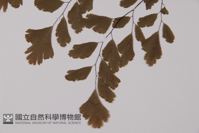 鐵線蕨藏品圖，第5張
