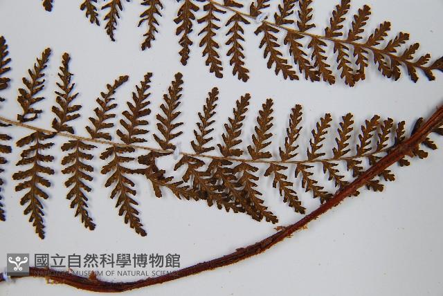 毛冷蕨藏品圖，第5張