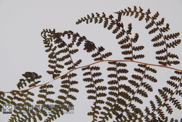 刺柄碗蕨藏品圖，第5張