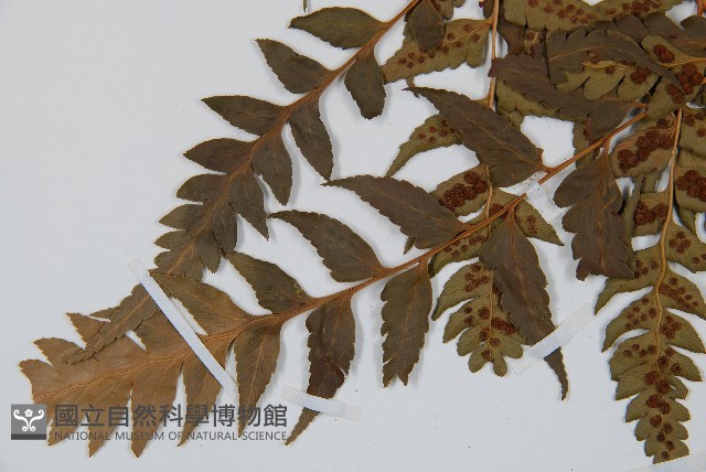 大片複葉耳蕨藏品圖，第8張
