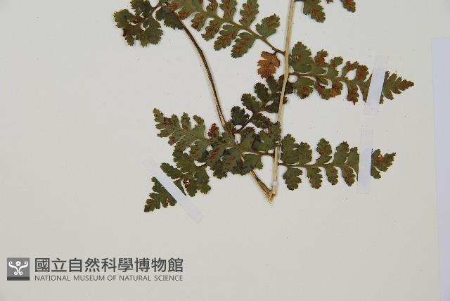 生芽蹄蓋蕨藏品圖，第5張