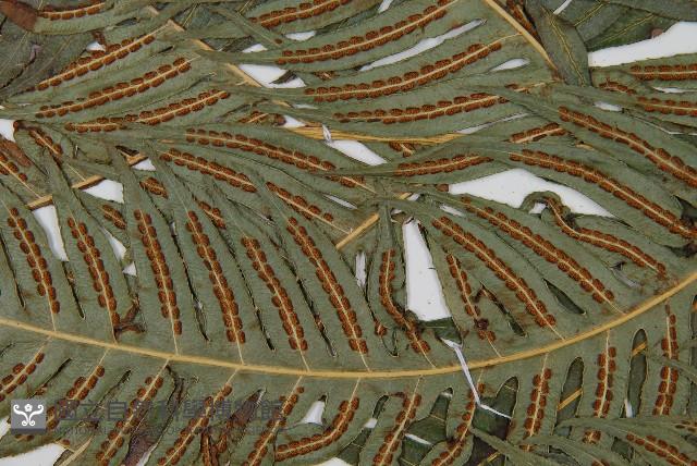 生芽狗脊蕨、頂芽狗脊蕨藏品圖，第4張