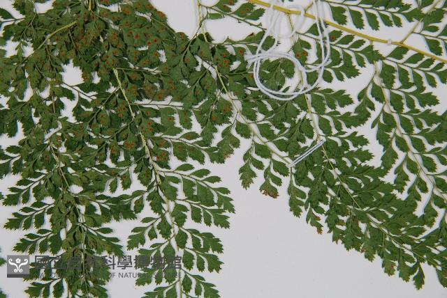 臺灣兩面複葉耳蕨藏品圖，第5張