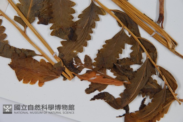 光葉鱗蓋蕨藏品圖，第5張
