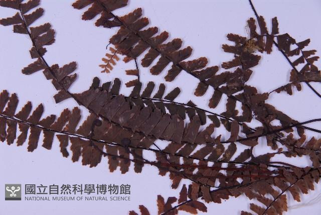 生芽鐵角蕨藏品圖，第5張