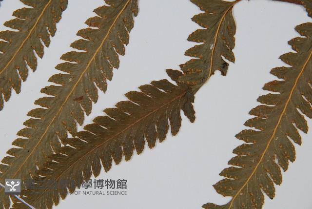 邊緣鱗蓋蕨藏品圖，第5張