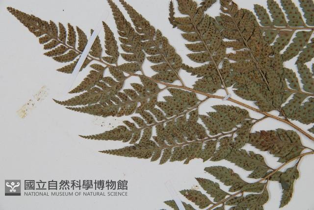 小葉複葉耳蕨藏品圖，第5張