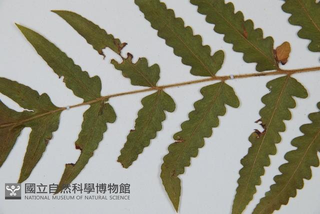 登錄號:P010028藏品圖，第5張